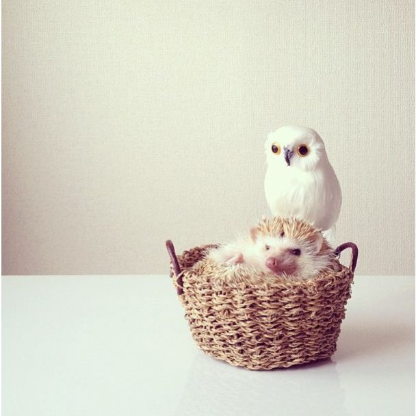  Самый милый ёжик из instagram -ФОТО