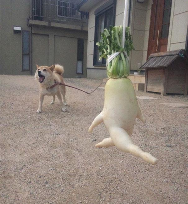 Фрукты