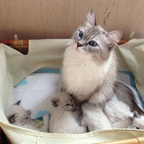 Мир