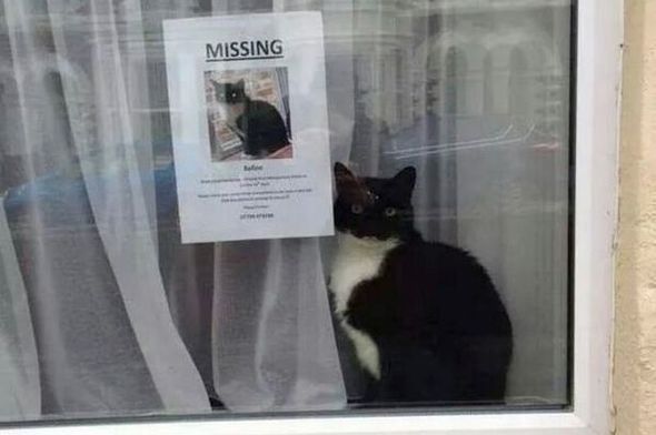 Кота