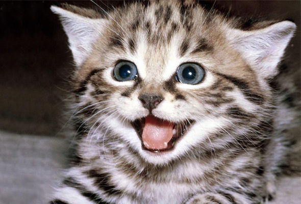 Кота