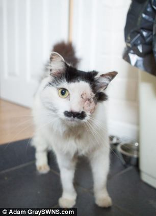 Кота,