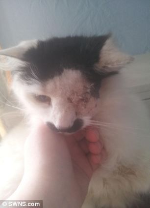 Кота,