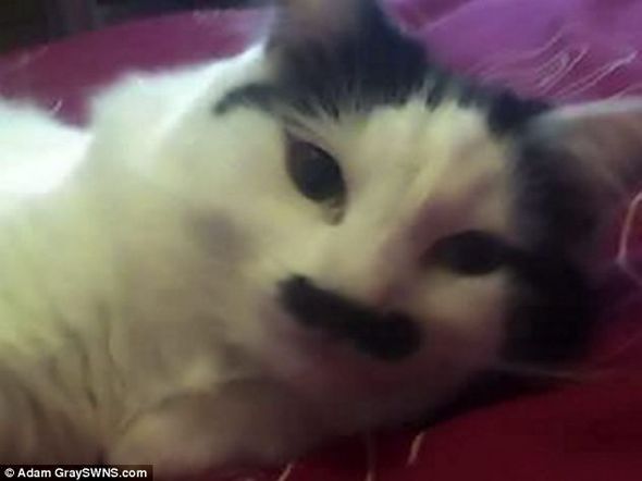 Кота,