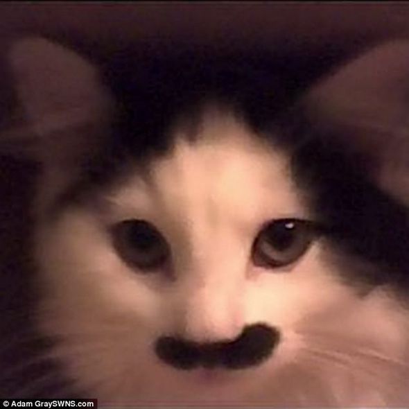 Кота,