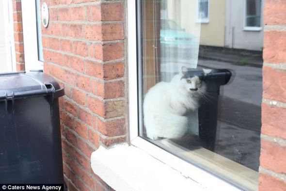 Кота,