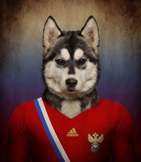 Собаки,