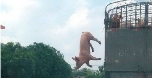 Свинья