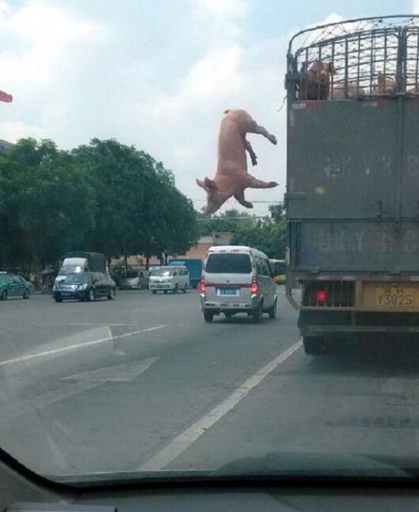 Свинья