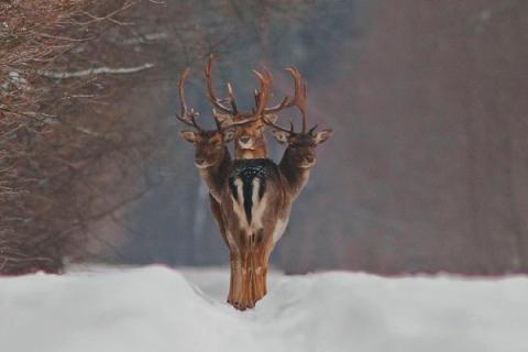 Самые