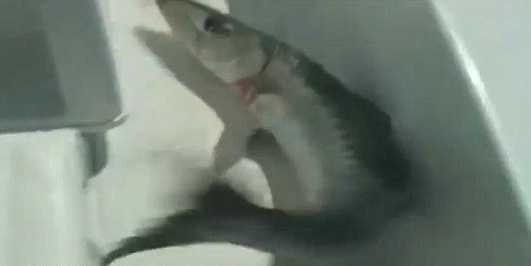 Барракуда