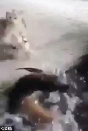 Котенку