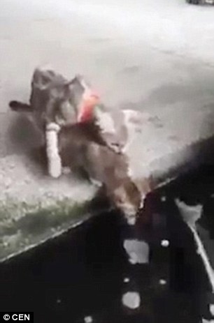 Котенку