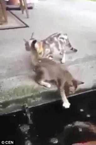 Котенку
