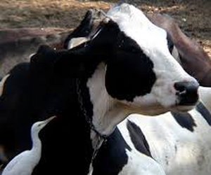 Horrors in India's Dairy Industry Horrors in India's Dairy Industry