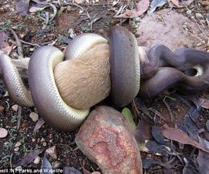Grisly scene as python swallows a wallaby WHOLE Grisly scene as python swallows a wallaby WHOLE