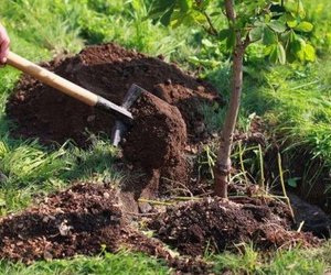 Topxana meşəsinin bərpasına başlanılıb Topxana meşəsinin bərpasına başlanılıb