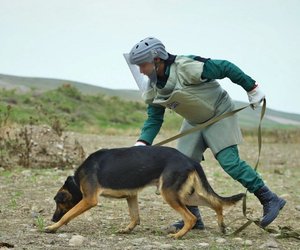 3 mine detection dogs presented to Azerbaijan National Agency for Mine Action 3 mine detection dogs presented to Azerbaijan National Agency for Mine Action