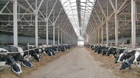 Численность крупнорогатого скота надо сократить на 33%