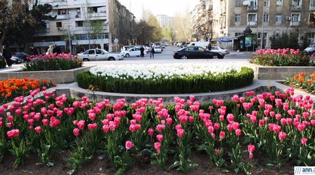Spring tulips in Baku’s park - PHOTO