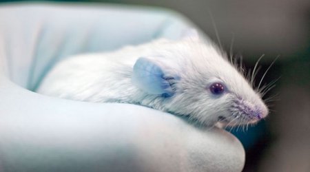 Gene that INCREASES intelligence found by scientists