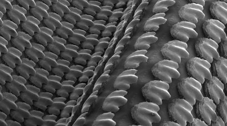 3D printing reveals the power of shark skin
