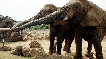 Trip to the zoo boosts pupils' writing skills by nine months