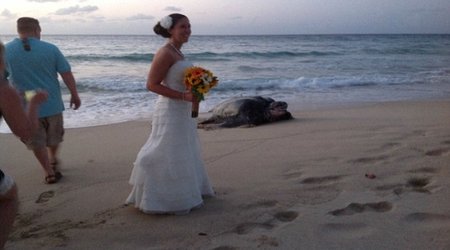 Giant SEA TURTLE crashes luxury beach wedding - PHOTO