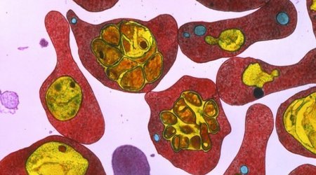 Immune children aid malaria vaccine hunt
