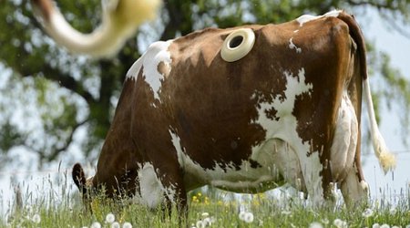 How farmers are monitoring what cows eat using 'window' - VIDEO
