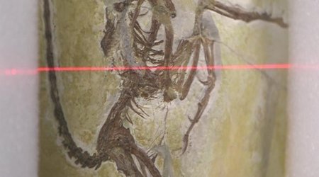 X-rays shine new light on mystery 'bird'