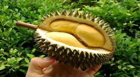 The fruit that generates extreme reactions