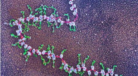 'First drafts' of human protein catalogue published
