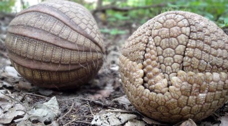 Row over protection for World Cup mascot armadillo - PHOTO