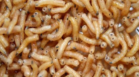 How insects could feed the food industry of tomorrow