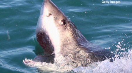 What devoured this great white shark?