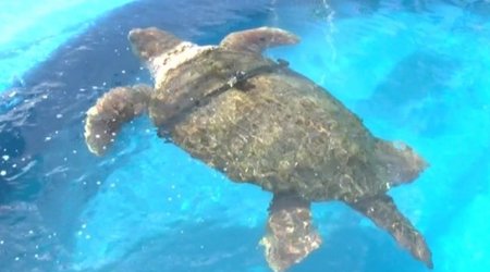 Can Brazil's World Cup turtle oracle match Paul the Octopus?