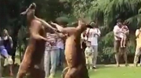Heyvanlar arasında dava düşdü - Video