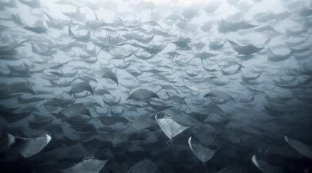 SENSATIONAL entries to the National Geographic photo competition - PHOTO