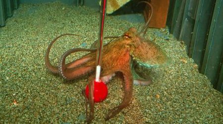 The alien brains living on Earth - PHOTO