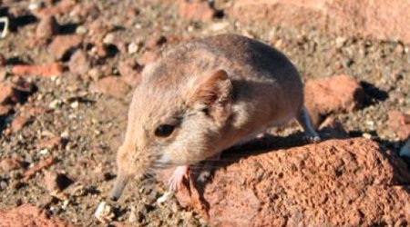 Yeni məməli kəşf olundu - FOTO