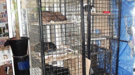 Bakının it bazarında qiymətlər - FOTO