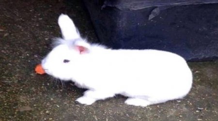 Sick thieves posted video online of the animal being tortured to death - PHOTO