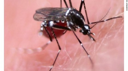 Kill switch: breeding kamikaze mosquitoes