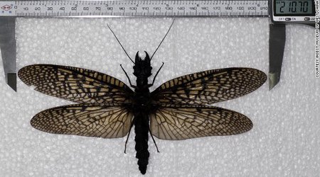 World's largest aquatic insect specimen found - PHOTO