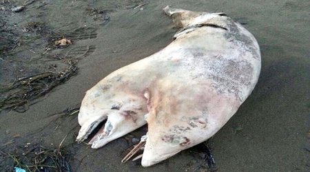 Two-headed DOLPHIN washes up on Turkish beach - VIDEO