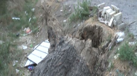 Qırmızı kitaba düşən ağac aşdı - Tovuzda