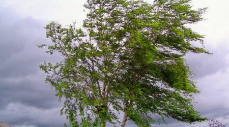 Baku weather forecast for August 13