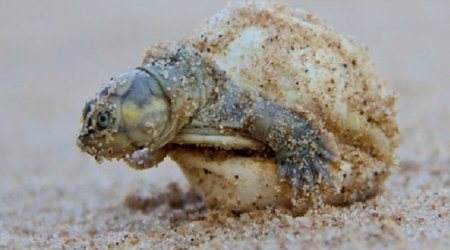River turtle mothers 'talk' to their hatchlings