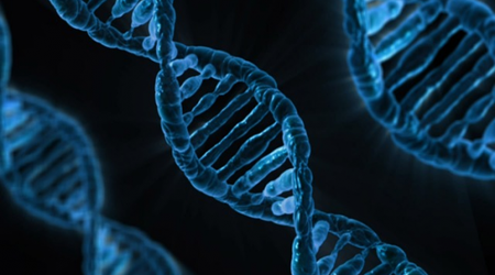 Human, fly and worm genome surprisingly similar